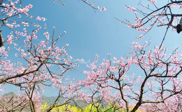 300余畝桃花驚艷盛放！春日限定浪漫別錯過