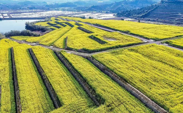 1600多畝油菜花開了！婺城這里四季有景