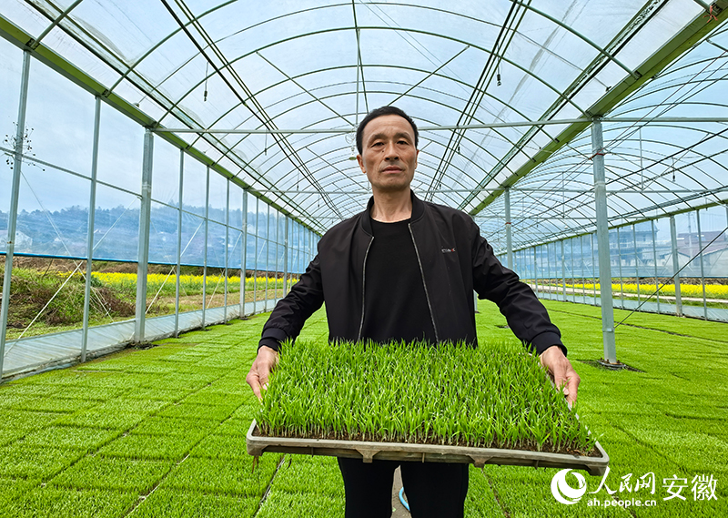 老張精心栽培的再生稻秧苗。人民網記者 汪瑞華攝