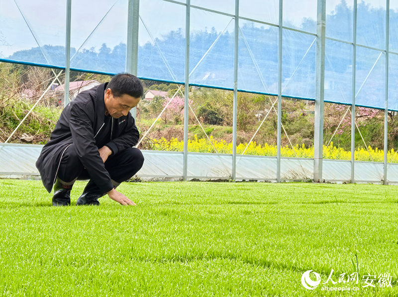 老張在育秧大棚里查看秧苗長勢。人民網記者 汪瑞華攝
