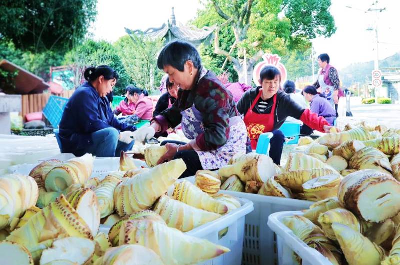 工人現場對春筍進行初加工。三仁畬族鄉供圖