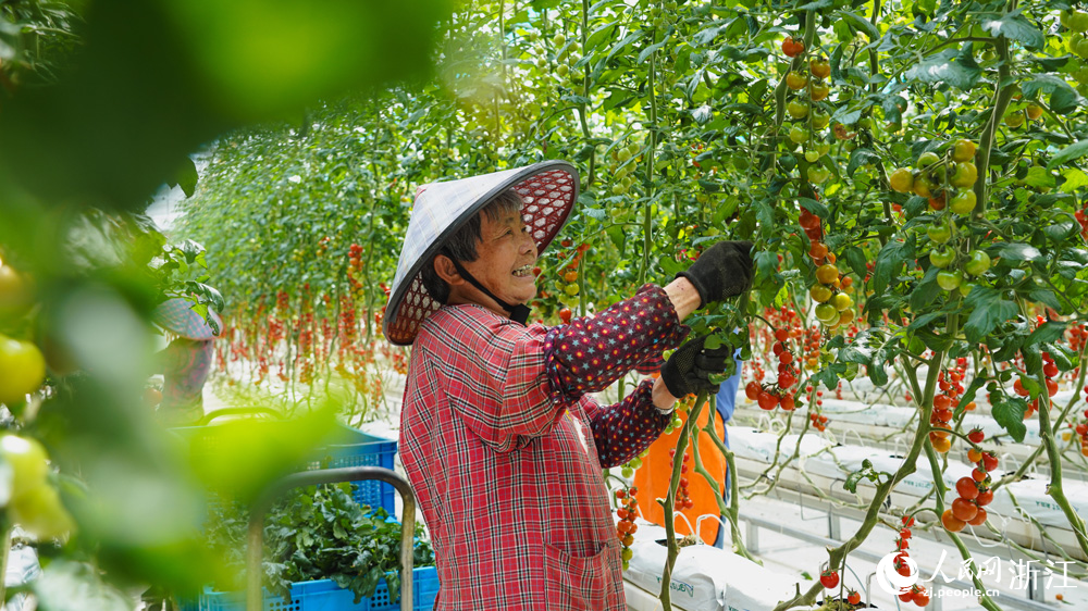 在浙江嘉善縣魏塘街道長秀村一農業開發有限公司智慧溫室內，工人正在為串收番茄整枝。人民網記者 郭揚攝