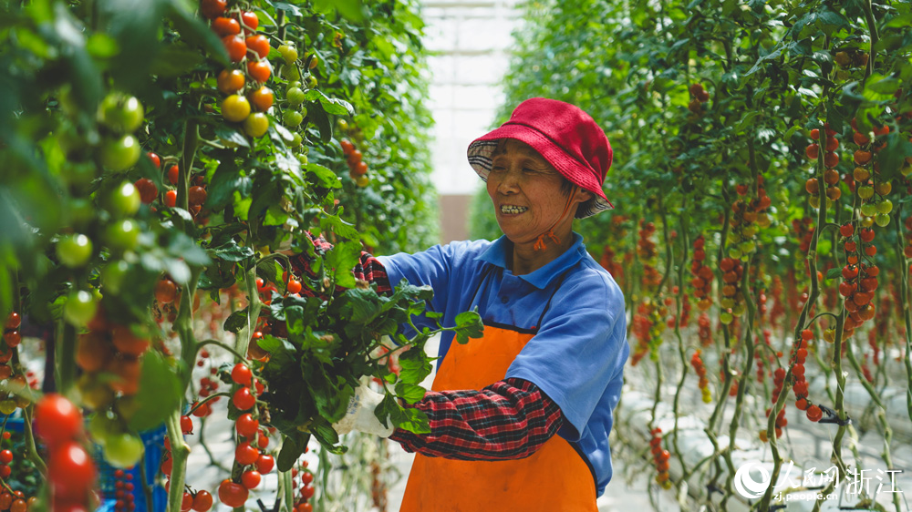 在浙江嘉善縣魏塘街道長秀村一農業開發有限公司智慧溫室內，工人正在為串收番茄整枝。人民網記者 郭揚攝