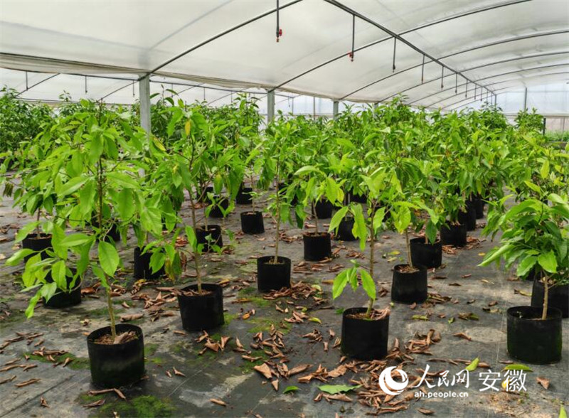 豐樂自貿園內的苗木。人民網 丁紀攝