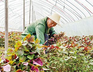 大棚農事忙