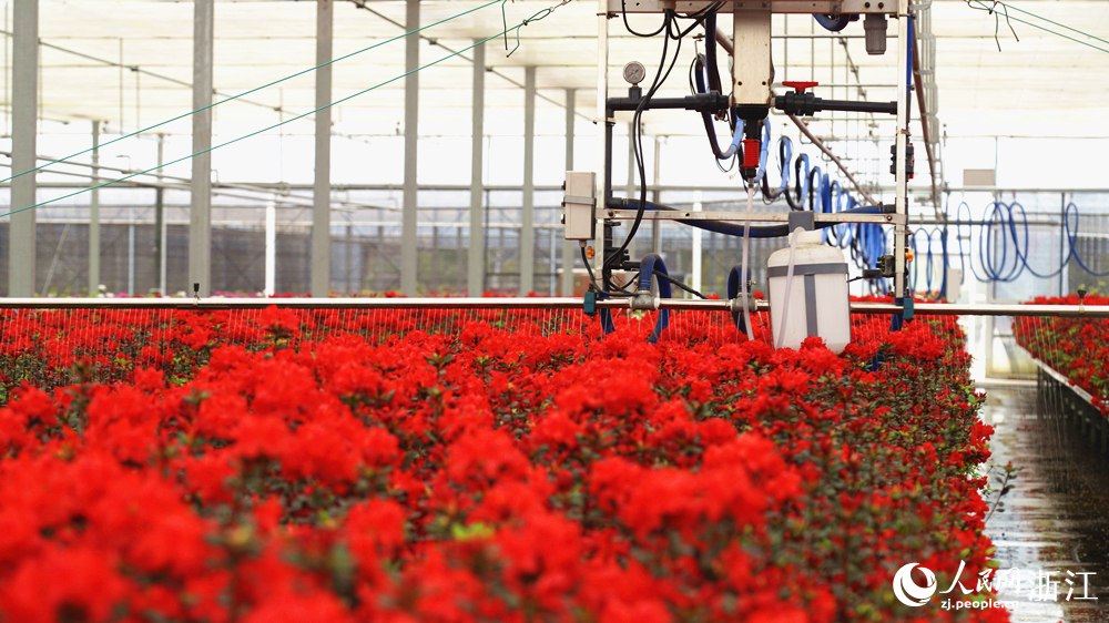 智能化自動澆灌車正在為杜鵑花澆水。人民網記者 郭揚攝