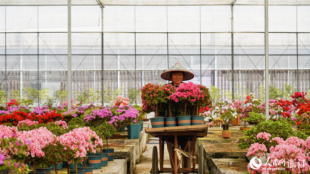 工人正在運送杜鵑花。人民網記者 郭揚攝