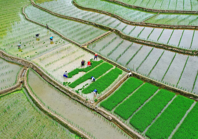 農戶正在稻田內插秧。遂昌縣委宣傳部供圖