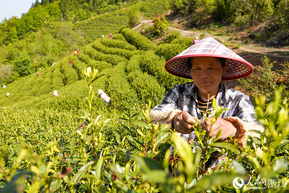 百余名茶農趁著晴好天氣采摘新茶。人民網 章勇濤攝