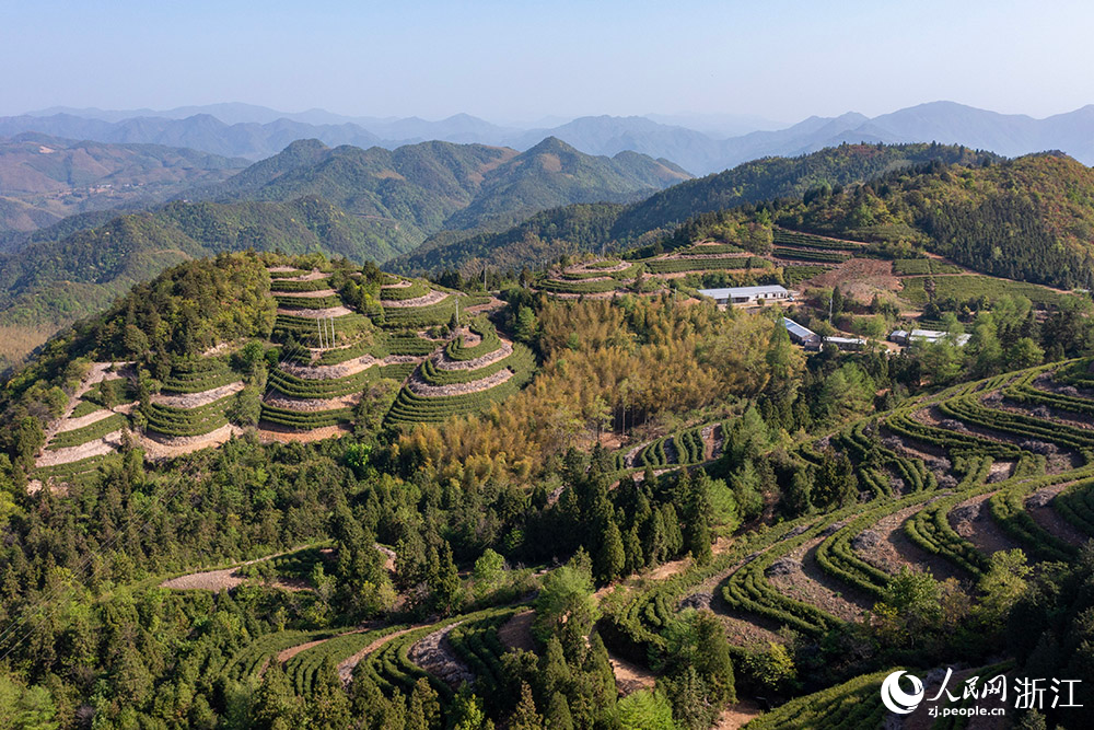 浙江省寧波市寧?？h前童鎮梁皇山生態茶園。人民網 章勇濤攝