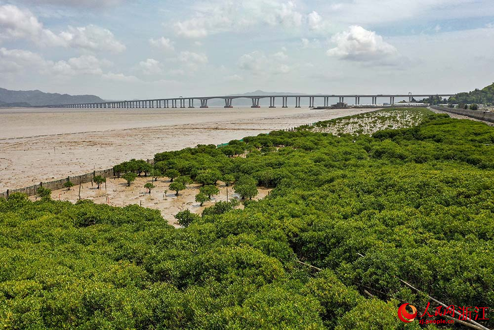 在浙江省玉環市海山鄉海岸邊，紅樹林綠意盎然。人民網 章勇濤攝