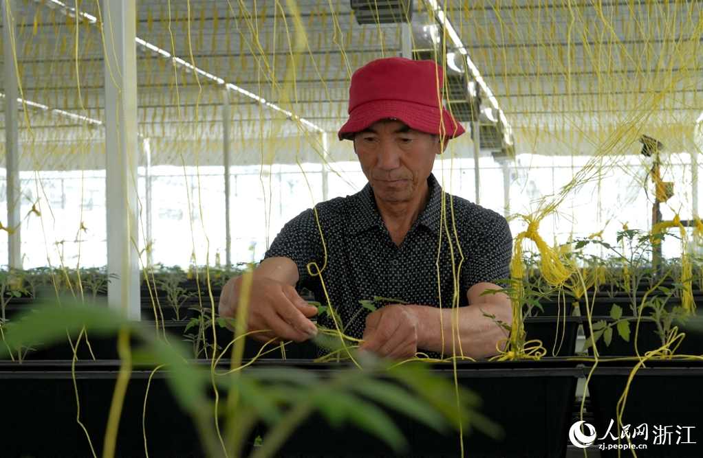 “蔬菜工廠”內，工人正在吊蔓。人民網 陳陸洵攝