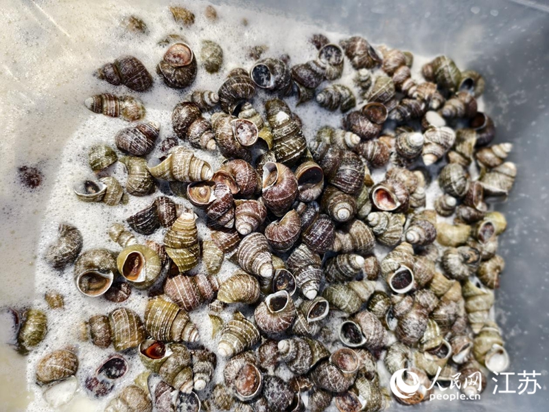 正在二次喂養的“豆漿螺螄”。人民網記者 馬曉波攝