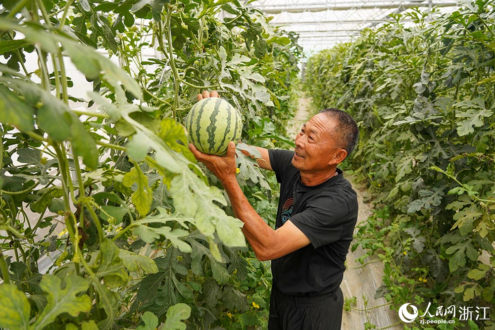 果農在采摘西瓜。人民網 章勇濤攝