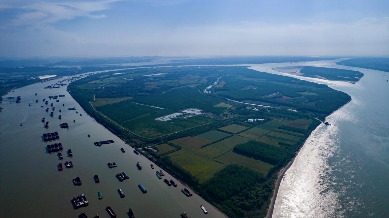 新洲島。迎江區委宣傳部供圖