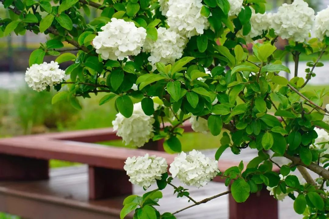 報告！秀洲已經美成這樣啦