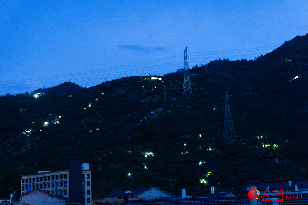 梅農們趁著夜色上山采摘楊梅，楊梅山上燈光如星。馮宇航攝