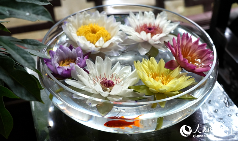 睡蓮浮花景觀。人民網 陳陸洵攝