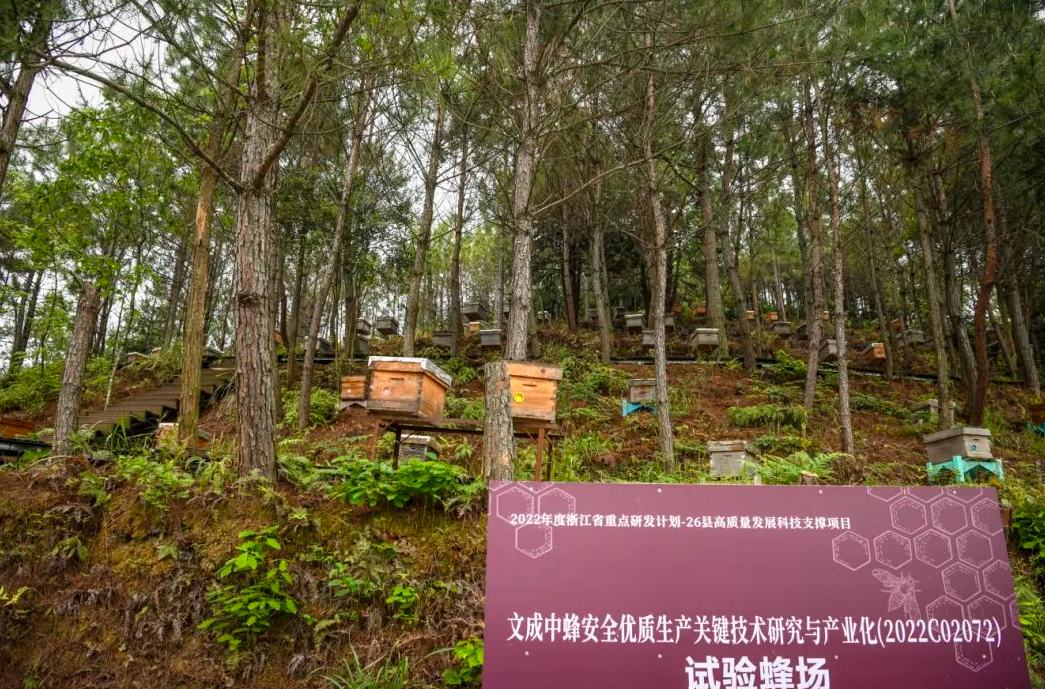 打通 “品質+品牌” 任督二脈！文成中蜂產業 “甜蜜升級”