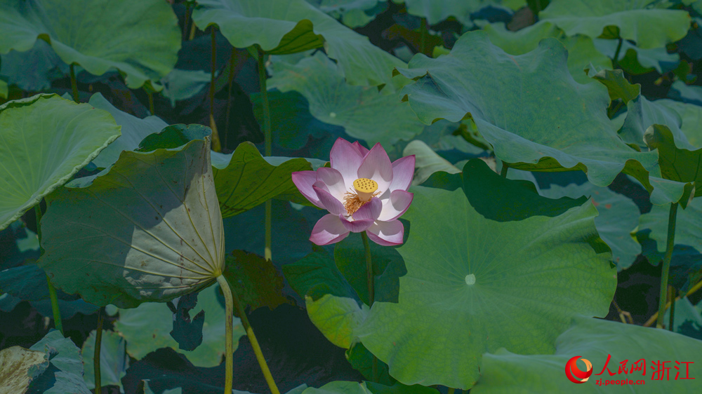 6月下旬，走馬塘村荷花盛開。人民網 劉欣蔚攝