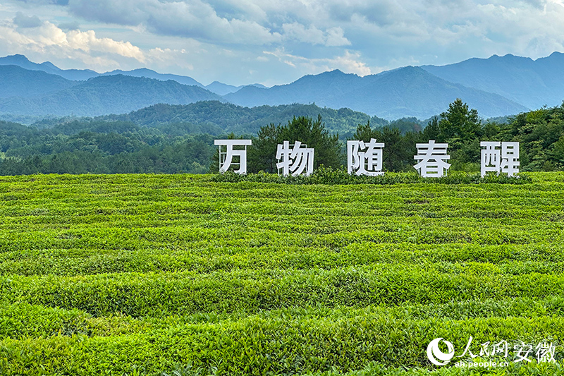 “空中茶園”的標語是“萬物隨春醒”，而金山也隨著青山來。人民網記者 李希蒙攝