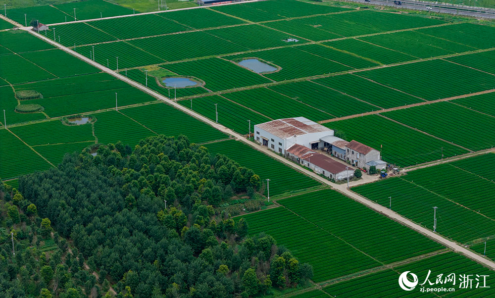 近日，在浙江省嵊州市甘霖鎮，成片的高標準農田排列整齊，與青山、村落、村道等交相輝映，勾勒出一幅美麗的田園風光畫卷。人民網 章勇濤攝
