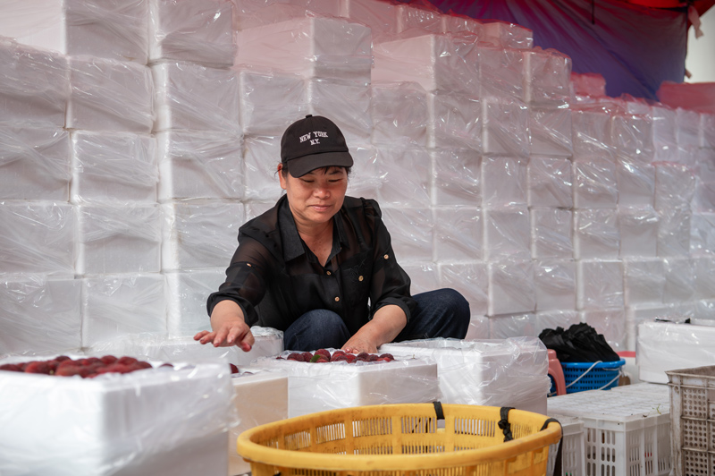 美農江采摘好的楊梅打包