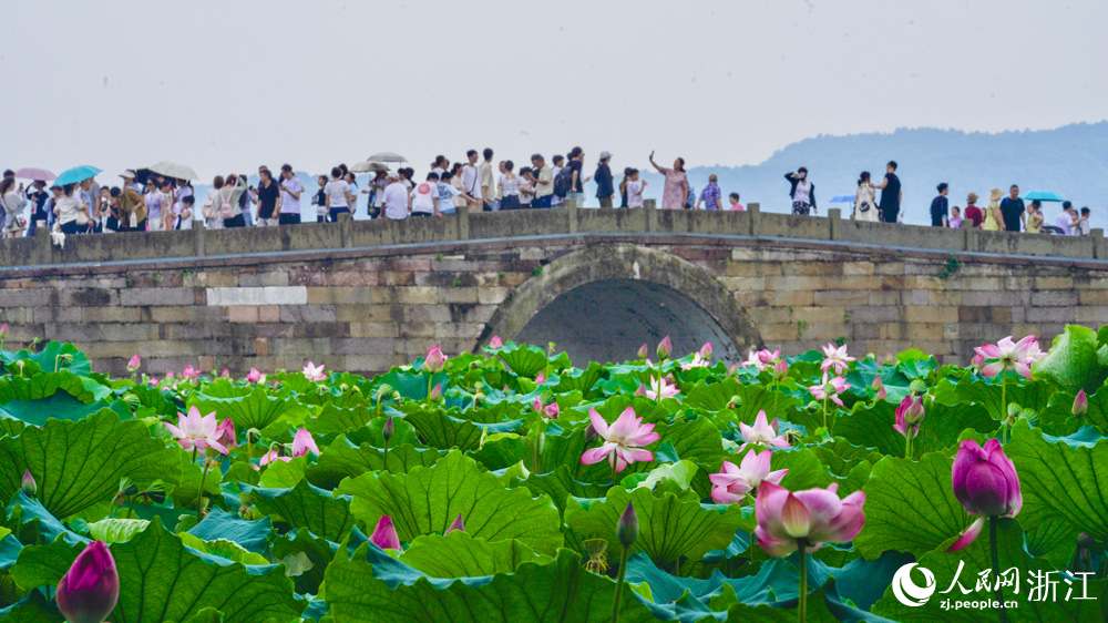西湖荷花進入最佳觀賞期。人民網記者 郭揚攝
