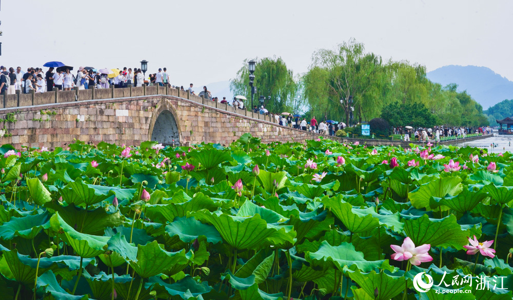 西湖荷花進入最佳觀賞期。人民網記者 郭揚攝