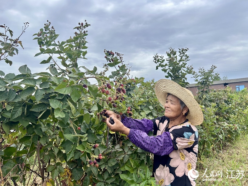 村民丁伯秀采摘黑莓。人民網 王丹丹攝