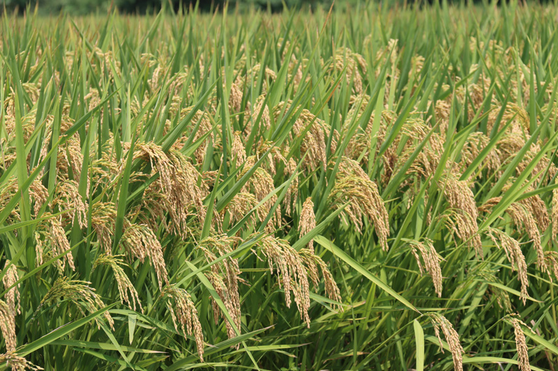 沉甸甸的稻穗。杭州種業集團供圖