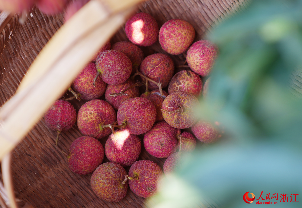 采摘好的荔枝。人民網 章勇濤攝