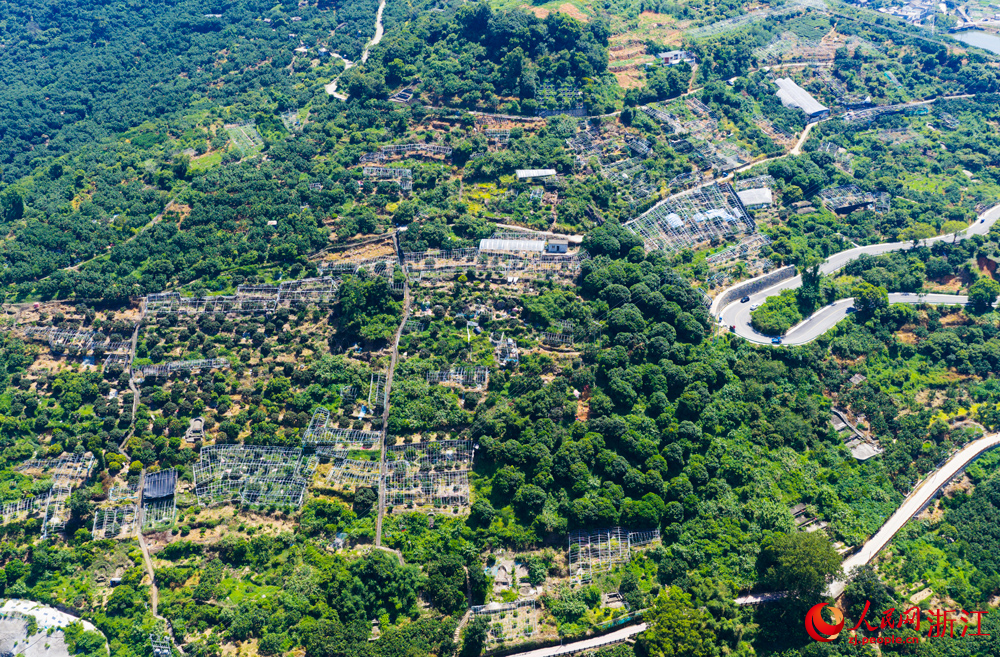 溫州市蒼南縣馬站鎮的荔枝園散落山間。人民網 章勇濤攝