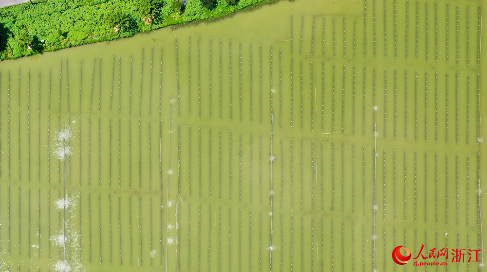 在浙江諸暨山下湖小鎮，曾經污染嚴重的河蚌養殖產業如今實現了綠色轉型。人民網記者 郭揚攝