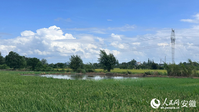 南陵縣的稻田。人民網記者 王紹紹攝