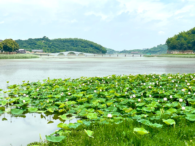 環白洋湖。觀海衛鎮供圖