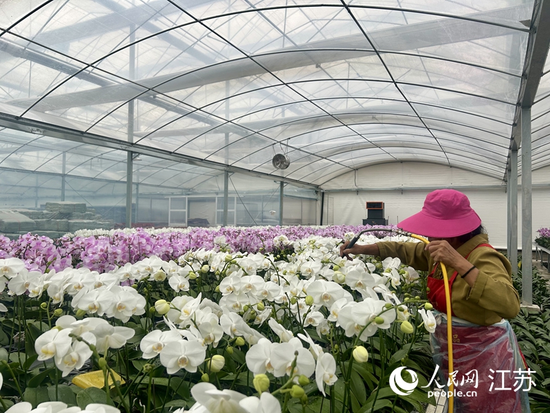 斑斕生態農文旅科創園智能溫室里的新品種蝴蝶蘭。人民網 王丹丹攝