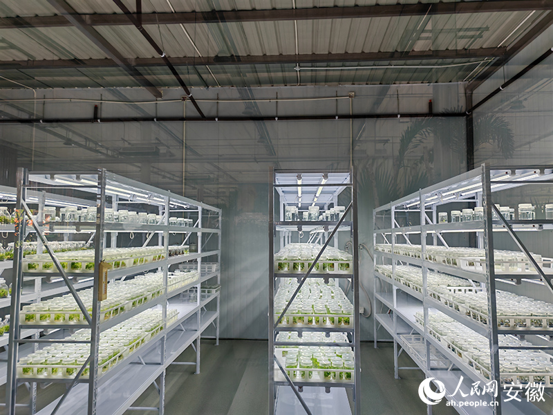 安徽肥西玫瑰（月季）科技小院溫室。人民網 丁紀攝