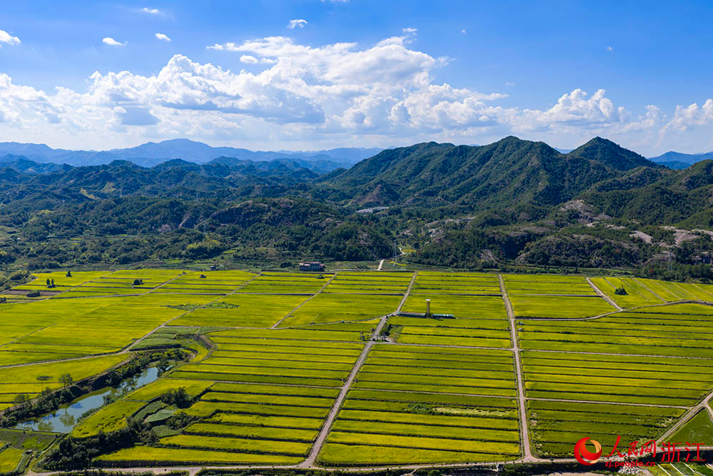 在浙江省麗水市縉云縣舒洪鎮，黃綠相間的稻浪與錯落的村莊、連綿的山巒共同構成一幅美麗的田園畫卷。人民網 章勇濤攝
