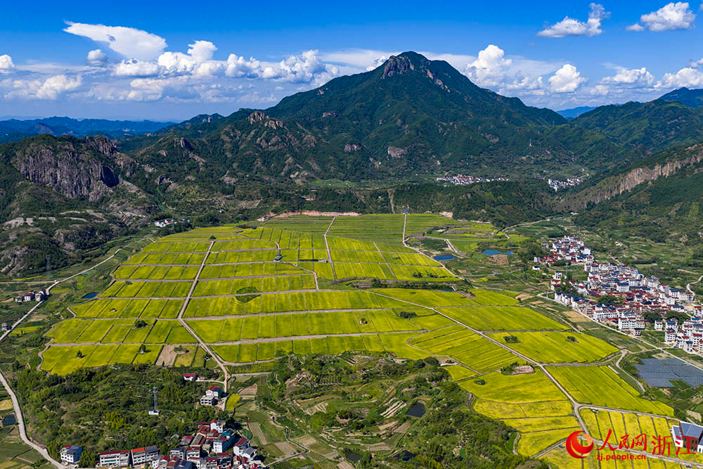 在浙江省麗水市縉云縣舒洪鎮，黃綠相間的稻浪與錯落的村莊、連綿的山巒共同構成一幅美麗的田園畫卷。人民網 章勇濤攝