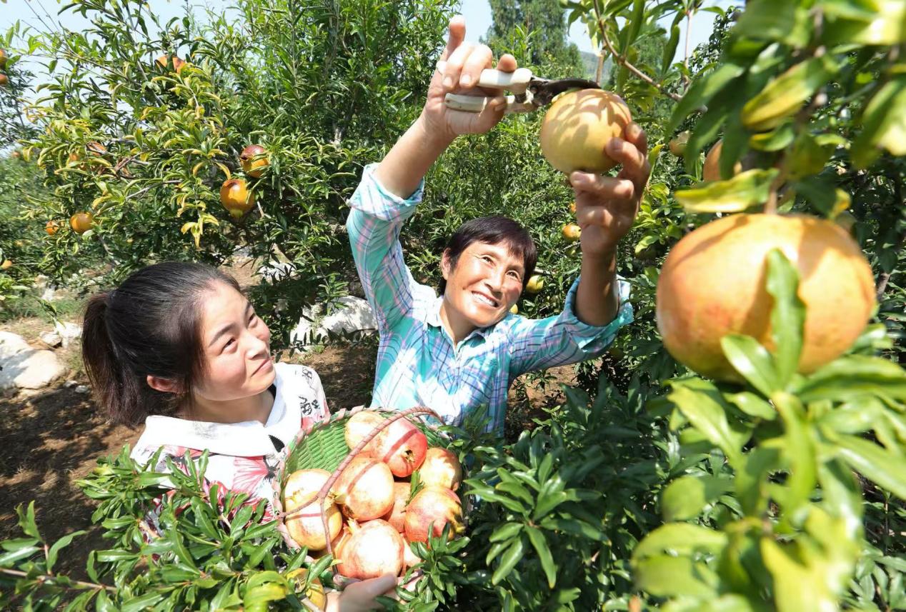 金秋時節，榴園碩果累累。 馮樹風攝