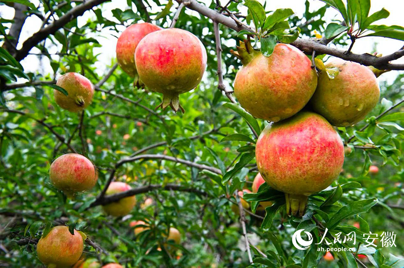 石榴碩果累累。 人民網記者 呂歡歡攝