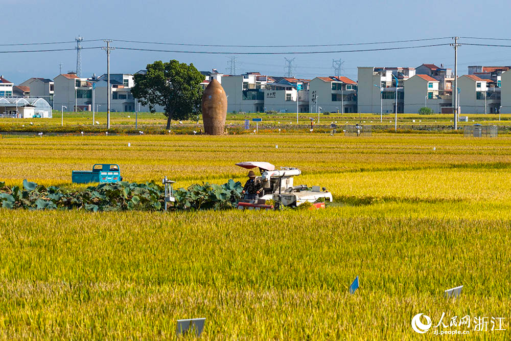 在浙江省嵊州市甘霖鎮的一處高標準農田水稻種植區，金黃稻浪與遠處青山、村莊相映成趣，勾勒出一幅生機盎然的鄉村豐收畫卷。人民網 章勇濤攝