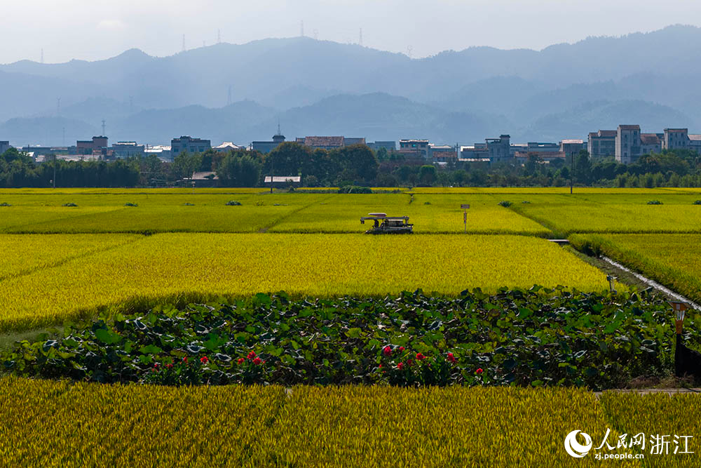 在浙江省嵊州市甘霖鎮的一處高標準農田水稻種植區，金黃稻浪與遠處青山、村莊相映成趣，勾勒出一幅生機盎然的鄉村豐收畫卷。人民網 章勇濤攝