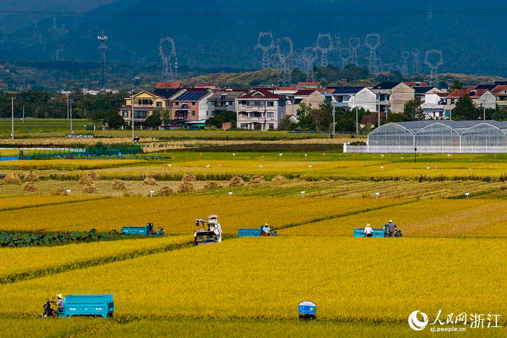 在浙江省嵊州市甘霖鎮的一處高標準農田水稻種植區，金黃稻浪與遠處青山、村莊相映成趣，勾勒出一幅生機盎然的鄉村豐收畫卷。人民網 章勇濤攝