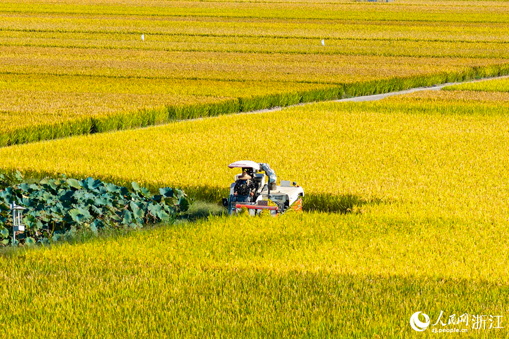 在浙江省嵊州市甘霖鎮的一處高標準農田水稻種植區，農機收割水稻。人民網 章勇濤攝