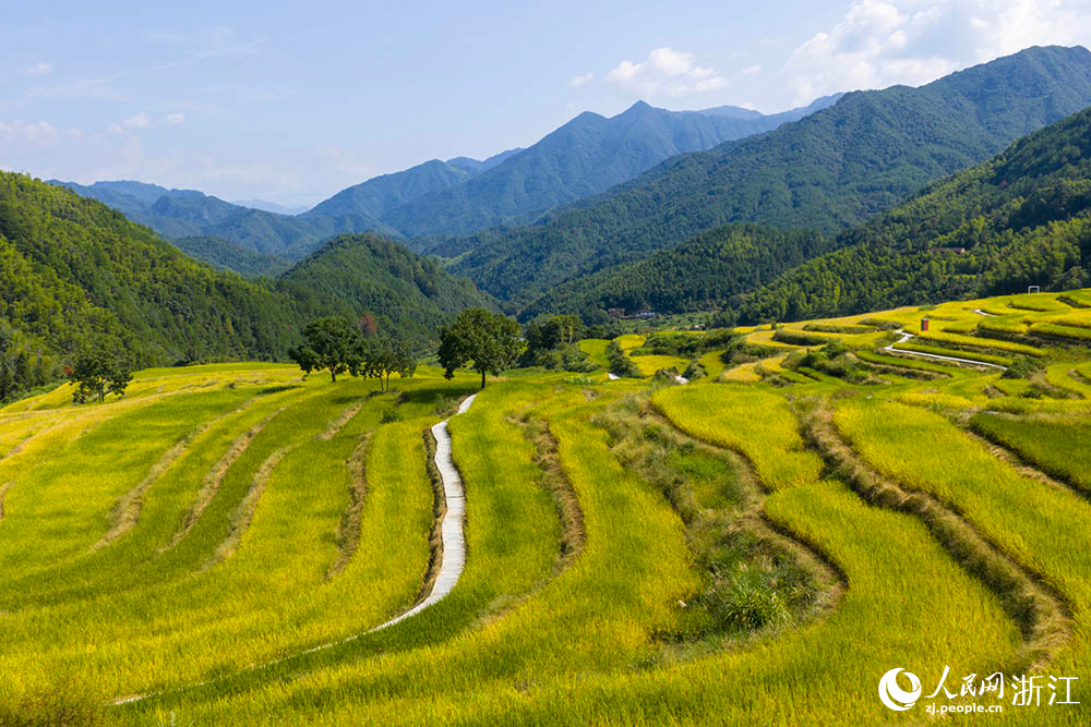 浙江省龍泉市?石街道李山頭村的千畝稻田一片金黃，構成一幅生機勃勃的“豐”景畫卷。人民網 章勇濤攝