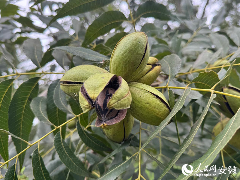 成熟的碧根果“破殼而出”。人民網記者 呂歡歡攝