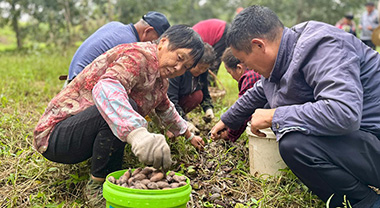 安徽全椒：一粒林間果，十年“金果果”