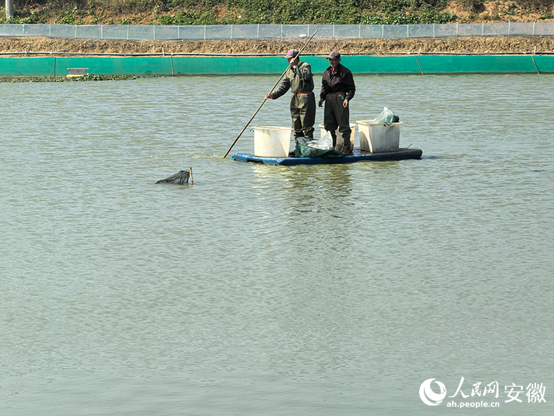 在生態養殖基地，蟹農撐筏捕蟹。人民網記者 汪瑞華攝